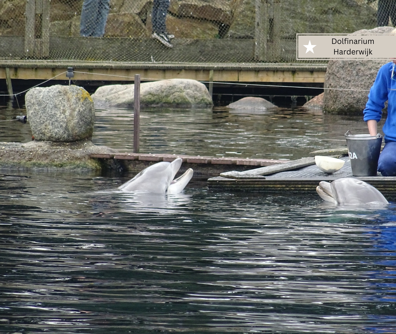 Dolfinarium in Harderwijk mit Kleinkind – Ab welchem Alter macht das Sinn?